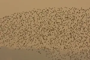Dunlins Prints: Dunlin - in flight - A large flock of dunlin stream past over the Exe estuary at sundown