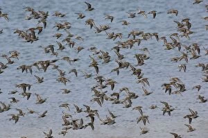 Images Dated 3rd May 2005: Dunlin - flock. April