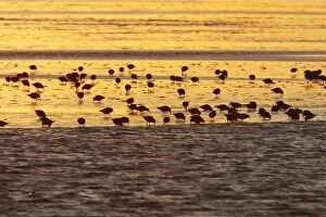 Dunlin - flock feeding on mudflats at dawn, autumn, Holy Island Wildfowl Reserve