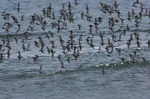 Dunlin flock in flight over water