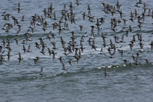 Images Dated 3rd May 2005: Dunlin flock in flight over water. April