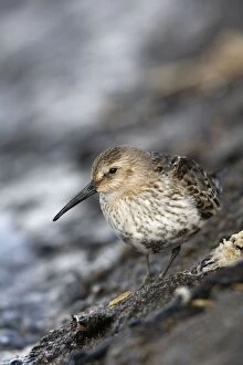 Images Dated 24th September 2007: Dunlin - Hayle estuary - Cornwall - UK