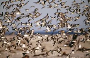 Dunlins Prints: Dunlin JZ 1741 Jones Beach, New York, USA. Calidris alpina © Jim Zipp / ARDEA LONDON