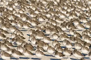 Communities Prints: Dunlin JZ 1743 Jones beach, New York, USA. Calidris alpina © Jim Zipp / ARDEA LONDON