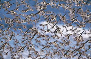 Dunlins Prints: Dunlin JZ 1745 Jones beach New York, USA. Calidris alpina © Jim Zipp / ARDEA LONDON