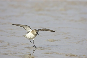 Images Dated 16th March 2006: Dunlin landing. Fort de Soto, florida, USA BI001874