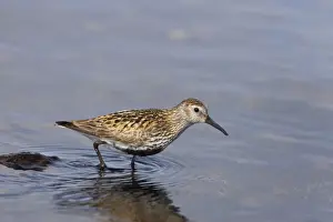Dunlins Prints: Dunlin Loch of Funzie, Fetlar RSPB Reserve, Shetland, UK BI010531