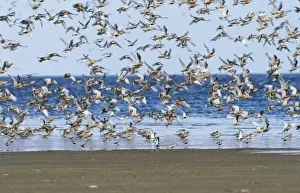 Dunlins Prints: Dunlin - Mass flock in flight on beach