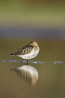 Calidris Prints: Dunlin Roosting in shallow water. Cleveland, UK