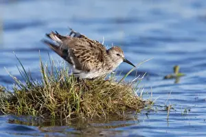 Dunlins Prints: Dunlin - Single adult shaking feathers, North Uist, Outer Hebrides, Scotland, UK