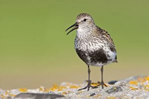 Dunlin - Single adult singing from lichen covered rock