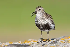 Dunlins Prints: Dunlin - Single adult singing from lichen covered rock