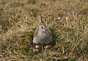 Dunlin - sitting at nest on eggs