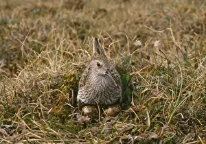 Dunlins Prints: Dunlin - sitting at nest on eggs
