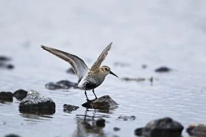 Dunlin - stretching wings