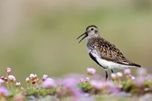 Dunlin - in summer plumage calling