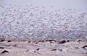 Dunlins Prints: Dunlin Winter. Jones Beach, NY, USA