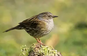 Dunnock Prints: Dunnock