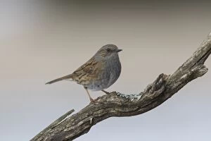 Twig Gallery: Dunnock adult bird perched on twig Germany