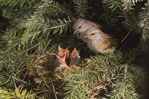 Dunnock - two adults at nest with young