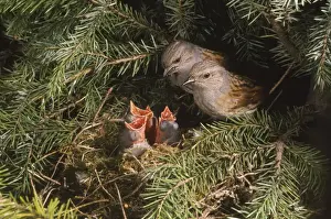 Dunnock Prints: Dunnock - two adults at nest with young