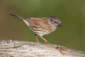 Images Dated 17th February 2008: Dunnock - Cornwall - UK
