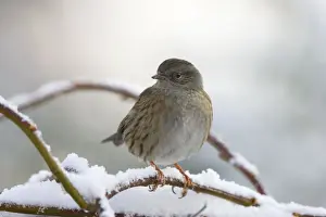 Dunnock Prints: Dunnock In frost and snow. Cleveland, UK