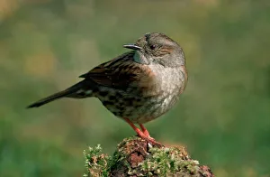 Dunnock / Hedge Sparrow Dunnock / Hedge Sparrow