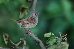 Dunnock / Hedge Sparrow on branch