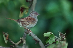 Dunnock / Hedge Sparrow on branch Dunnock / Hedge Sparrow on branch