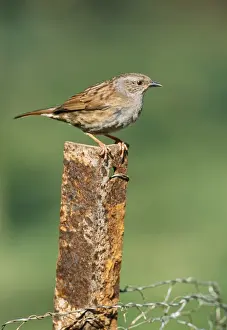 Rust Prints: Dunnock JD 16260 Prunella modularis © John Daniels / ardea. com