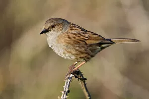 Dunnock - perched on a bramble