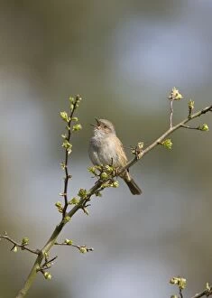 Images Dated 10th April 2005: Dunnock - Singing from song perch - Norfolk UK