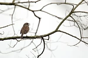 Dunnock - singing in tree