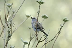Images Dated 6th April 2007: Dunnock singing from tree