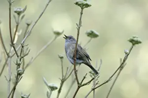 Dunnock singing from tree