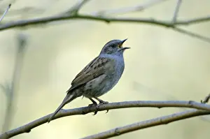 Singing Prints: Dunnock singing from tree