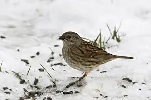 Dunnock Prints: Dunnock - in snow. Alsace - France