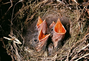 Images Dated 20th January 2006: Dunnock - young begging for food