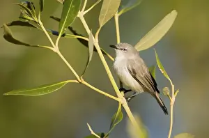 Gerygone Prints: Dusky Gerygone Endemic to the northern Western Australian coastline and almost always in mangroves
