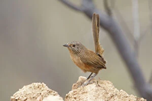 Images Dated 17th September 2010: Dusky Grasswren On a rocky spinifex covered hillside between Alice Springs and Santa Teresa