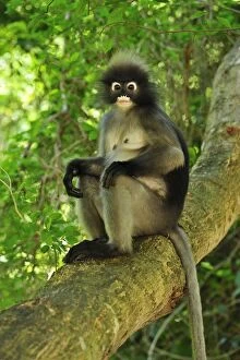 Images Dated 26th November 2008: Dusky Leaf Monkey / Spectacled Langur / Spectacled Leaf Monkey - Khao Sam Roi Yot National Park