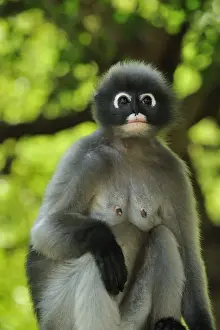 Dusky Leaf Monkey / Spectacled Langur / Spectacled Leaf Monkey - Khao Sam Roi Yot National Park - Thailand