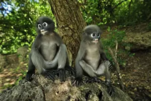 Dusky Leaf Monkey / Spectacled Langur / Spectacled Leaf Monkey - Khao Sam Roi Yot National Park - Thailand