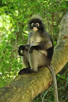 Dusky Leaf Monkey / Spectacled Langur / Spectacled Leaf Monkey - Khao Sam Roi Yot National Park - Thailand