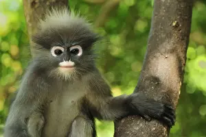 Monkey Prints: Dusky Leaf Monkey / Spectacled Langur / Spectacled Leaf Monkey - Khao Sam Roi Yot National Park - Thailand