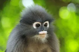 Thailand Prints: Dusky Leaf Monkey / Spectacled Langur / Spectacled Leaf Monkey - portrait - Khao Sam Roi Yot National Park - Thailand