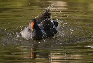 Moorhens Prints: Dusky Moorhen bathing At a small lake at Karrinyup Waters