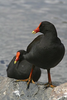 Images Dated 7th September 2005: Dusky Moorhen - bonded pair of Dusky Moorhens relax together after feeding