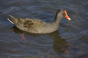Images Dated 1st February 2006: Dusky Moorhen At Karrinyup Waters lake, Perth. With a strand of aquatic vegetation